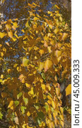 Vertical video of abstract natural background of beautiful bright yellow birch tree in city park on autumn sunny day. Change seasons concept. Floral autumnal backdrop. Time of golden autumn, calendar. Стоковое видео, видеограф Виктория Катьянова / Фотобанк Лори