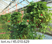 In the greenhouse hanging pot with flowering and fruiting false strawberries Potentilla indica, with large red berries and yellow flowers. Стоковое фото, фотограф Юлия Ильина / Фотобанк Лори