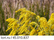 Цветущая амброзия. Стоковое фото, фотограф Василий Мальцев / Фотобанк Лори