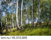 Берёзовая роща. Летний фрагментарный пейзаж. Стоковое фото, фотограф Василий Мальцев / Фотобанк Лори