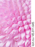 Close up view on a fragment of the pink Chrysanthemum flower as background, texture. Стоковое фото, фотограф Михаил Строгалев / Фотобанк Лори