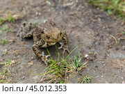 Common toad is on a dirty ground, frog close-up photo. Стоковое фото, фотограф EugeneSergeev / Фотобанк Лори