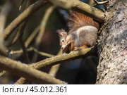 A squirrel gnaws a fir cone while sitting on a branch. Стоковое фото, фотограф EugeneSergeev / Фотобанк Лори