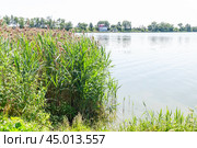Заросли молодого тростника обыкновенного, или южного (Phragmites australis, или Phragmites communis) вперемешку с прошлогодним (2019 год). Редакционное фото, фотограф Алёшина Оксана / Фотобанк Лори
