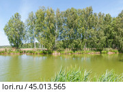 Фрагмент острова с березами (2019 год). Стоковое фото, фотограф Алёшина Оксана / Фотобанк Лори