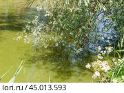 Ветка ивы (Salix) над водой. Стоковое фото, фотограф Алёшина Оксана / Фотобанк Лори