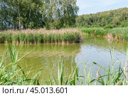 Заросшая река тростником обыкновенным (Phragmites australis) (2019 год). Стоковое фото, фотограф Алёшина Оксана / Фотобанк Лори
