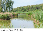 Заросли тростника обыкновенного (Phragmites australis). Подмосковье (2019 год). Стоковое фото, фотограф Алёшина Оксана / Фотобанк Лори