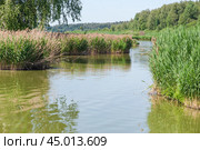 Цветущий тростник обыкновенный (Phragmites australis) (2019 год). Стоковое фото, фотограф Алёшина Оксана / Фотобанк Лори