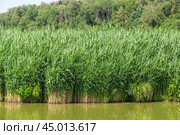 Заросли тростника обыкновенного (Phragmites australis) в подмосковье на реке Сестра (2019 год). Стоковое фото, фотограф Алёшина Оксана / Фотобанк Лори