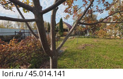 A natural sketch in the autumn garden. Стоковое видео, видеограф Ярославский Максим / Фотобанк Лори