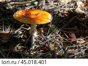 Красный мухомор (лат. Amanita muscaria) крупным планом. Зрелый гриб с плоской оранжевой шляпкой. Выборочный фокус. Стоковое фото, фотограф Лариса Гордеева / Фотобанк Лори