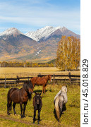 Autumn rural landscape with horses against  background of yellowed fields in foothill valley an sunny day. Peaks of Eastern Sayan Mountains are covered with snow. Siberia, Buryatia, Tunka Valley, Arshan. Стоковое фото, фотограф Виктория Катьянова / Фотобанк Лори