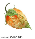 Single physalis fruit with intricate husk detail on white background. Стоковое AI-изображение, AI-художник Иван Рябоконь / Фотобанк Лори