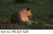 A lioness and her cub rest after a successful hunt. Львица и львёнок отдыхают после охоты. Редакционное видео, видеограф Валерий Тесаков / Фотобанк Лори