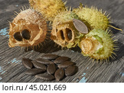 Dry echinocystis fruits with open shells and seeds on a wooden surface. Echinocystis (Latin Echinocystis) is a monotypic genus of annual herbaceous plants of the Pumpkin family. Стоковое фото, фотограф Андрей Жигальцов / Фотобанк Лори