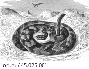 Crotalus durissus, tropical rattlesnake, old vintage illustration, 1897. Стоковое фото, фотограф Константин Тимофеев / Фотобанк Лори