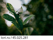 Паук на листьях при дневном свете. Стоковое фото, фотограф Наталия Дмитриева / Фотобанк Лори