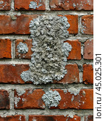 Efflorescence is a whitish trace on the surface of brickwork, represented by a mixture of chemical compounds of salts. Mold on a wet wall, lichens, moss. Стоковое AI-изображение, AI-художник Сергей Елизарьев / Фотобанк Лори