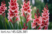 Clusters of stunning sword lilies display their vibrant pink, peach and cream petals, attracting pollinators in a peaceful garden setting during the soft light of dawn. Generative AI. Стоковое AI-изображение, AI-художник Юлия Петровская / Фотобанк Лори