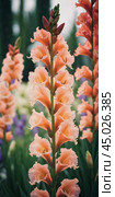 Clusters of stunning sword lilies display their vibrant pink, peach and cream petals, attracting pollinators in a peaceful garden setting during the soft light of dawn. Generative AI. Стоковое AI-изображение, AI-художник Юлия Петровская / Фотобанк Лори
