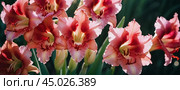 Clusters of stunning sword lilies display their vibrant pink, peach and cream petals, attracting pollinators in a peaceful garden setting during the soft light of dawn. Generative AI. Стоковое AI-изображение, AI-художник Юлия Петровская / Фотобанк Лори