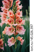 Clusters of stunning sword lilies display their vibrant pink, peach and cream petals, attracting pollinators in a peaceful garden setting during the soft light of dawn. Generative AI. Стоковое AI-изображение, AI-художник Юлия Петровская / Фотобанк Лори