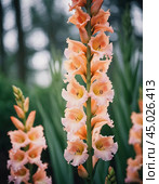 Clusters of stunning sword lilies display their vibrant pink, peach and cream petals, attracting pollinators in a peaceful garden setting during the soft light of dawn. Generative AI. Стоковое AI-изображение, AI-художник Юлия Петровская / Фотобанк Лори
