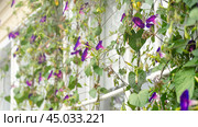 Ipomoea purpurea on the terrace wall of a private house outside the city. The windows of the veranda are covered with plants. Стоковое фото, фотограф Скрипачев Антон / Фотобанк Лори