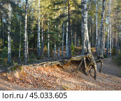 Деревья, растущие на склоне корнями наружу. Стоковое фото, фотограф Елена Павлова / Фотобанк Лори