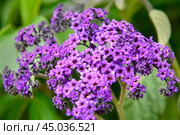 Heliotropium Arborescens or garden heliotrope flower. Стоковое фото, фотограф Elena Odareeva / Фотобанк Лори