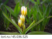 Tulip Tarda Dasystemon flowers in garden. Стоковое фото, фотограф Elena Odareeva / Фотобанк Лори