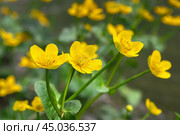 Caltha palustris yellow flowers. Стоковое фото, фотограф Elena Odareeva / Фотобанк Лори