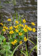 Caltha palustris yellow flowers. Стоковое фото, фотограф Elena Odareeva / Фотобанк Лори