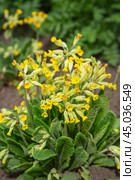 Primula Veris flower in garden. Стоковое фото, фотограф Elena Odareeva / Фотобанк Лори