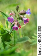 Pulmonaria mollis flower in spring. Стоковое фото, фотограф Elena Odareeva / Фотобанк Лори