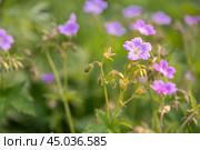 Geranium sylvaticum or woodland geranium flowers. Стоковое фото, фотограф Elena Odareeva / Фотобанк Лори
