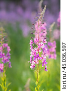 Chamaenerion angustifolium flower or fireweed on sunny summer day. Стоковое фото, фотограф Elena Odareeva / Фотобанк Лори