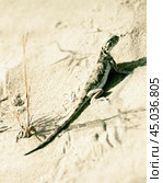 Ящерица -Такырная круглоголовка на песке ( Phrynocephalus helioscopus (Pallas, 1771) . Астраханская область. Стоковое фото, фотограф Павел Просянов / Фотобанк Лори