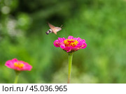 Hawkmoth Vulgaris collects nectar from a Cynia flowers on a autumn day. Стоковое фото, фотограф Андрей С / Фотобанк Лори