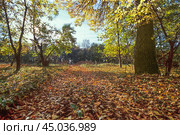 Дорога  в осеннем лесу ( Астраханская область ) Стоковое фото, фотограф Павел Просянов / Фотобанк Лори