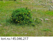 Пятилистник кустарниковый (курильский чай кустарниковый, лапчатка кустарниковая ) (Pentaphylloides fruticosa (L.) O.Schwarz) Стоковое фото, фотограф Александр Тараканов / Фотобанк Лори