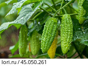 Green bitter melon, bitter gourd or momordica charantia hanging from a green leafy vine. Стоковое AI-изображение, AI-художник Иван Рябоконь / Фотобанк Лори