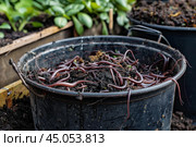 Earthworms are decomposing organic matter in a black bucket to make fertilizer. Стоковое AI-изображение, AI-художник Иван Рябоконь / Фотобанк Лори