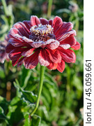 Цветок циним, покрытый инеем / Red Zinnia flowers covered with hoarfrost. Frost in Autumn season. Стоковое фото, фотограф Сергей Пристяжнюк (Serg Zastavkin) / Фотобанк Лори