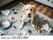 A guilty funny puppy, a retriever dog, trashed the room, tore toys, pillows and paper, the living room is a mess. Стоковое AI-изображение, AI-художник Photojuli / Фотобанк Лори