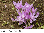 Colchicum Waterlily purple flowers in garden. Стоковое фото, фотограф Ольга Сейфутдинова / Фотобанк Лори