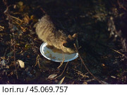 Abandoned homeless kittens on the street. Стоковое фото, фотограф Анна Кривицкая / Фотобанк Лори