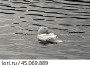 Goose swimming in a lake. Стоковое фото, фотограф Анна Кривицкая / Фотобанк Лори