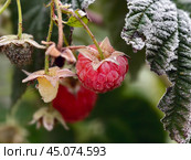 Ягоды ремонтантной малины, покрытые инеем / Close-up macro photo of a Everbearing raspberry with berries in morning frost. Стоковое фото, фотограф Сергей Пристяжнюк (Serg Zastavkin) / Фотобанк Лори